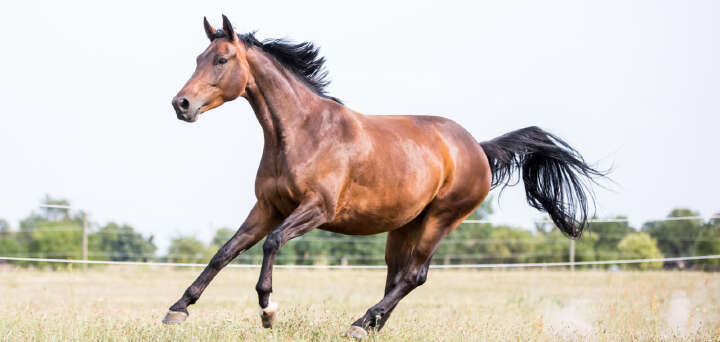 teaser freizeitpferd futter derby